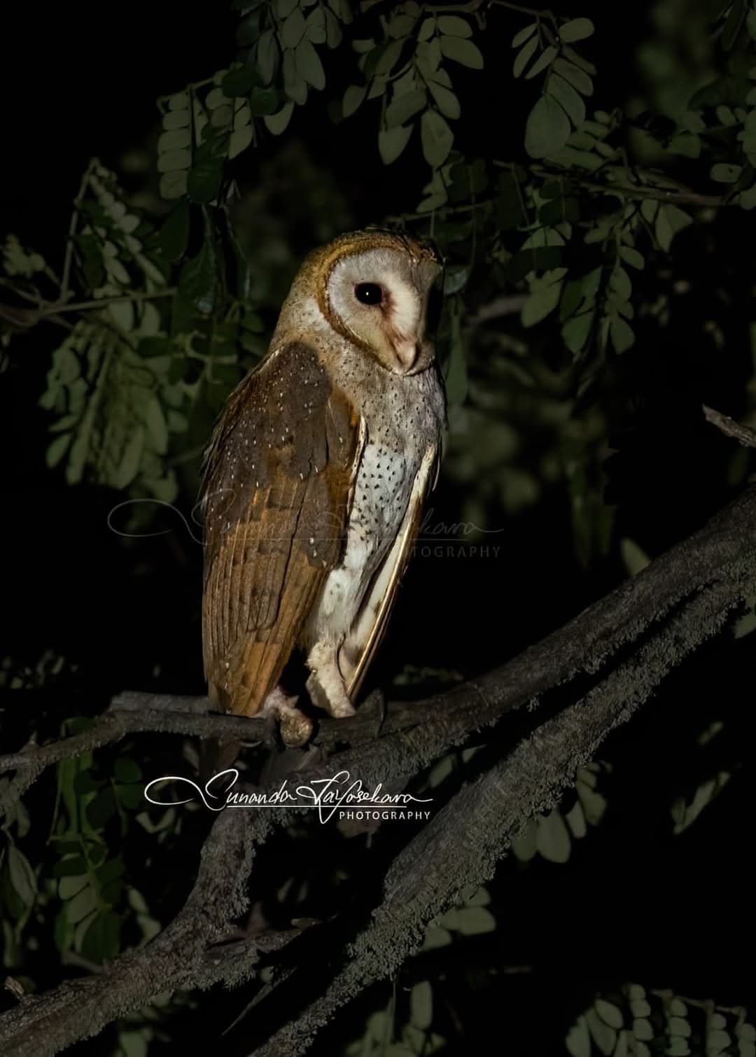 WhatsApp Image 2024-12-20 at 6.58.33 PM (1)