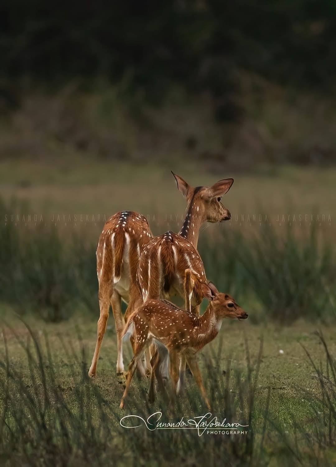 WhatsApp Image 2024-12-20 at 6.58.54 PM (1)